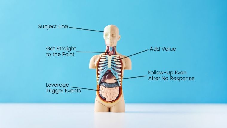 Anatomy of a Follow-up Email Human anatomy followed with email marketing tips